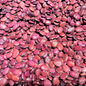 ပဲနီပြား|Red Butter Bean