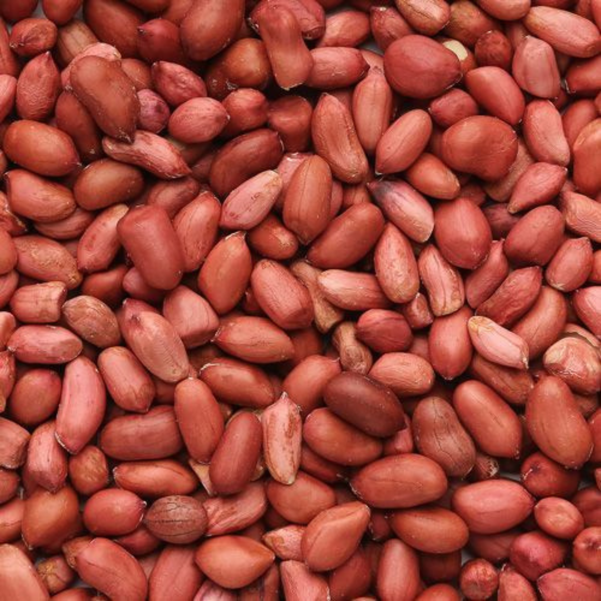 မြေပဲ|Peanut