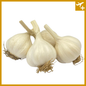 ကြက်သွန်ဖြူသေး(ဗမာသီး)|Garlic (Small : Shan)