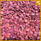 ပဲနီပြား|Red Butter Bean
